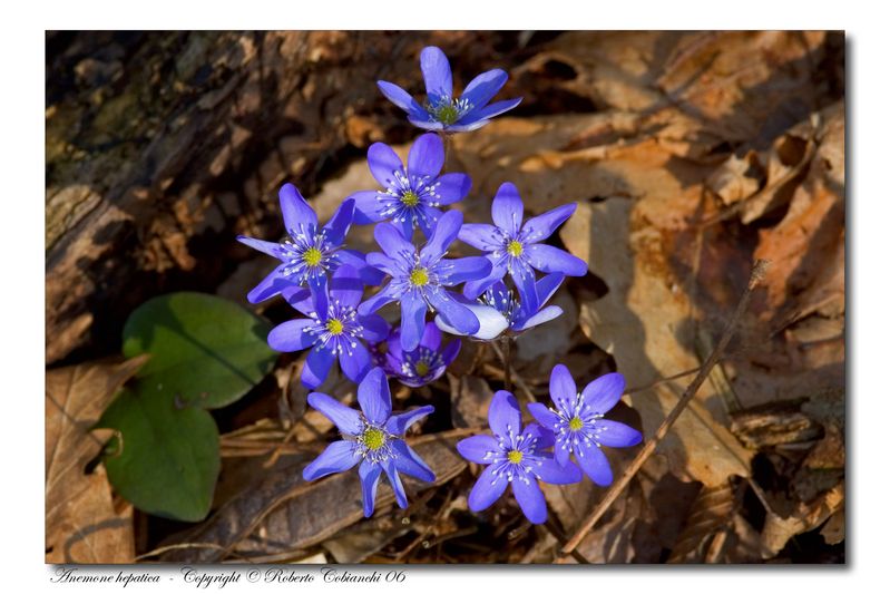 Hepatica nobilis / Erba trinit